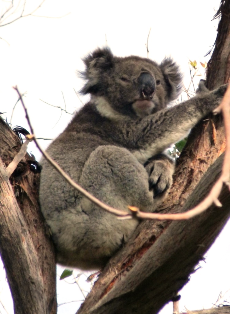 Koala